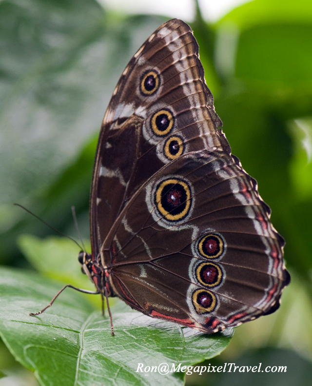 Live Blue Morpho Butterflies For Sale