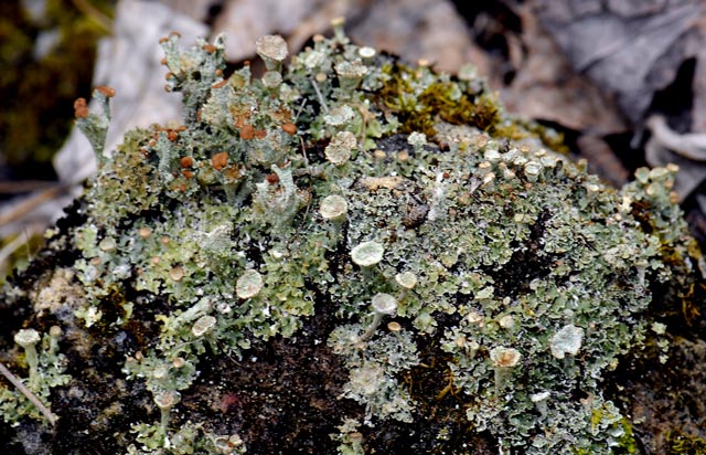 _LAN4912--Lichen-blog