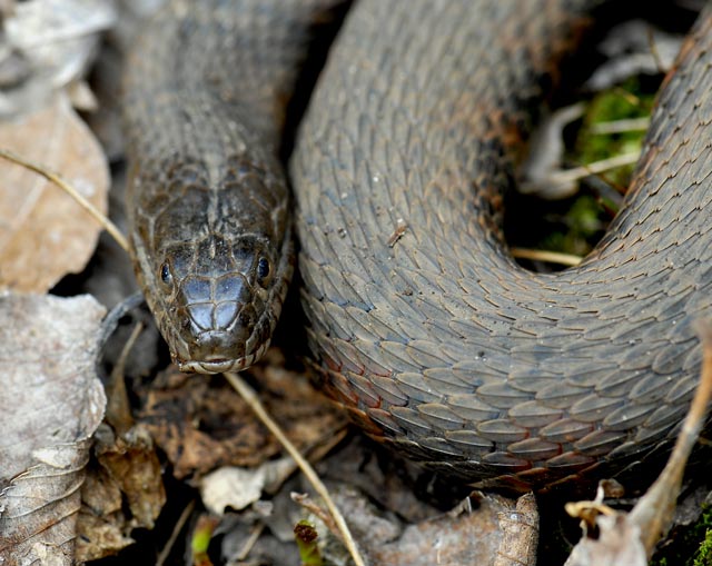 _LAN4917-snake-blog