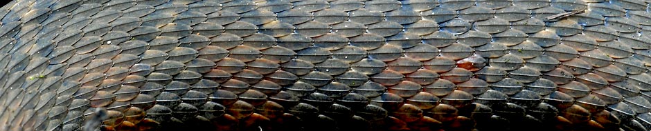 _LAN4918-Banner