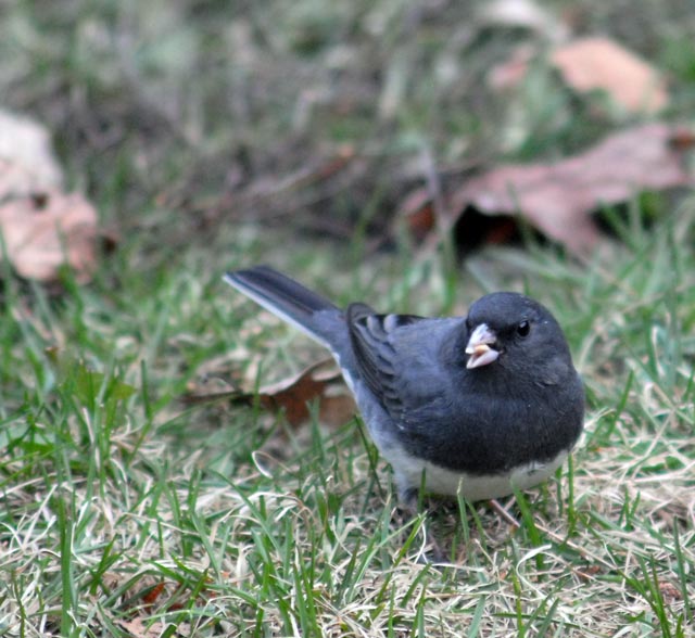 _LAN4952-Junco-blog