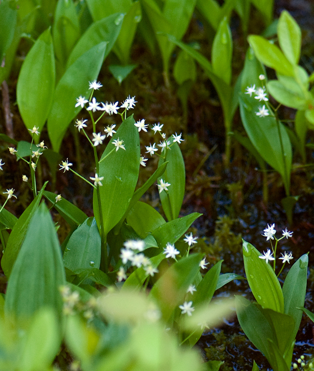 _LAN7745-white-blog