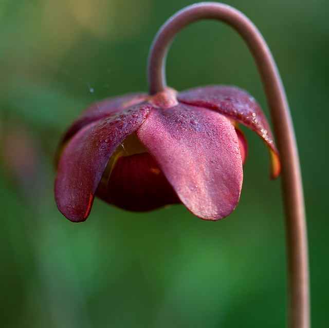 _LAN7749-Blossom-blog