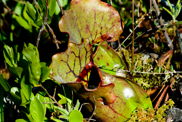_LAN7771-Pitcher-blog