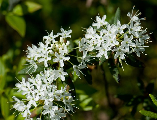 _LAN7792-Labrador-tea-blog