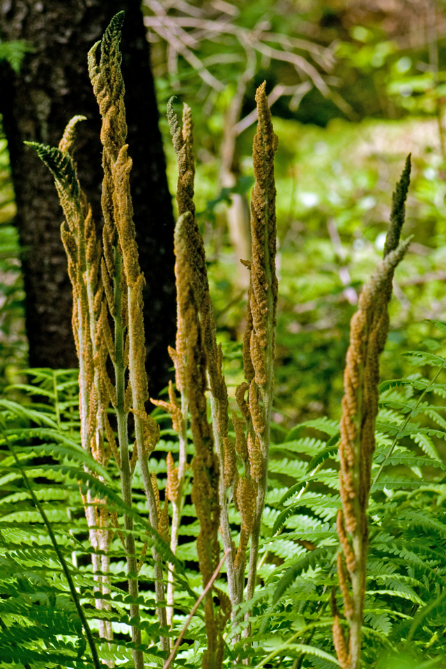 _LAN7803-fern-blog