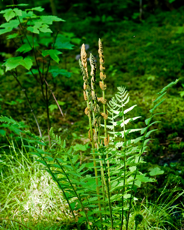 _LAN7805-fern-blog