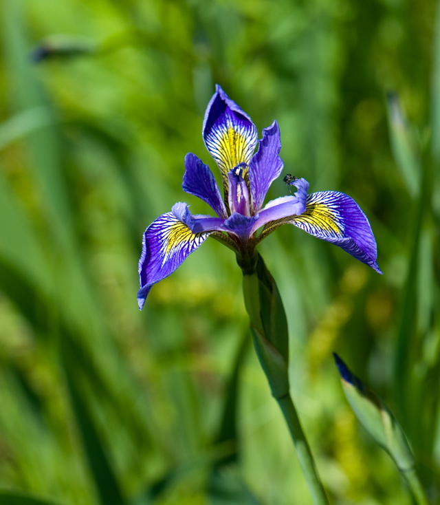 _LAN7811-Iris-blog