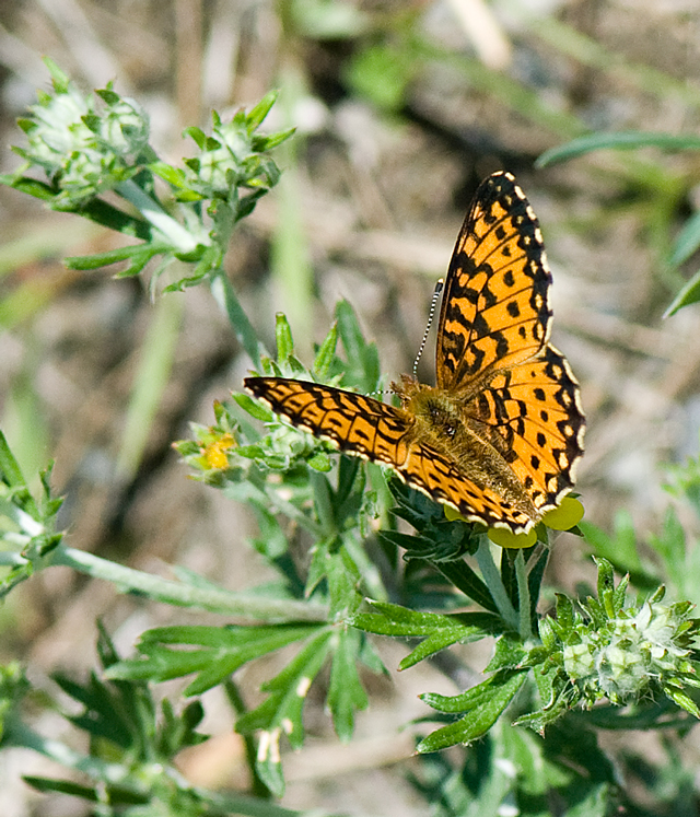_LAN7819-butterfly-blog
