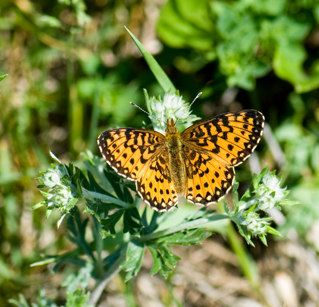 _LAN7821-butterfly-blog