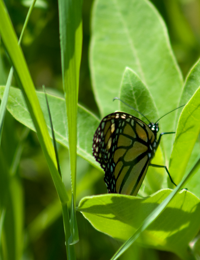 _LAN7834-Monarch-blog
