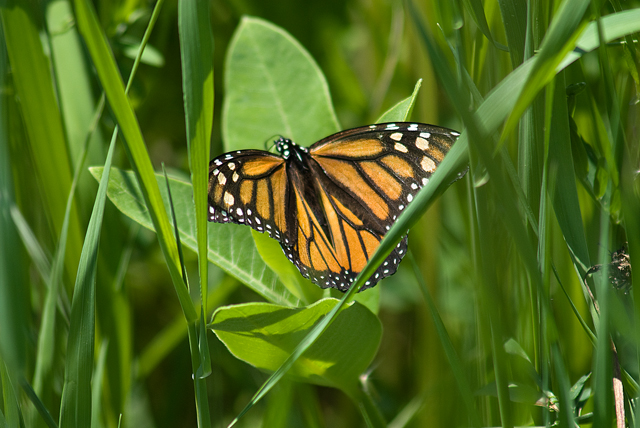 _LAN7836-monarch-blog