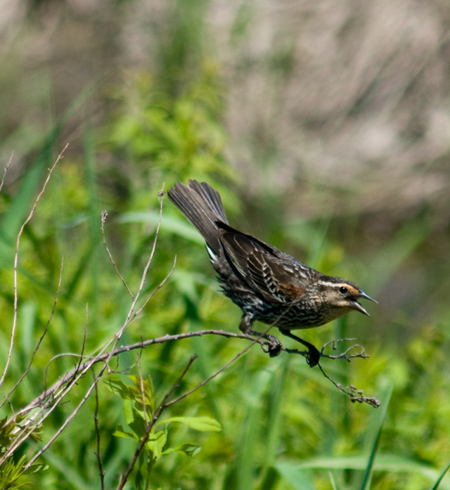 _LAN7839-blackbird-blog