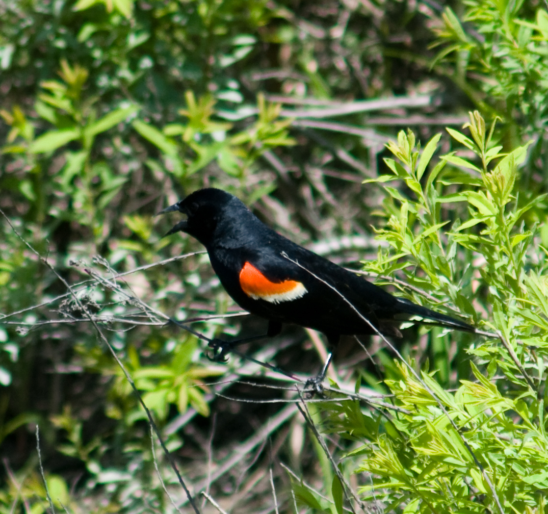 _LAN7841-Blackbird-blog