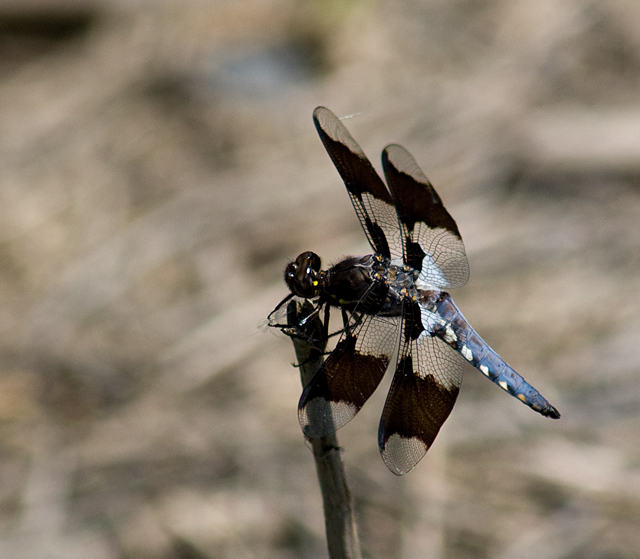 _LAN7843-dragon-blog