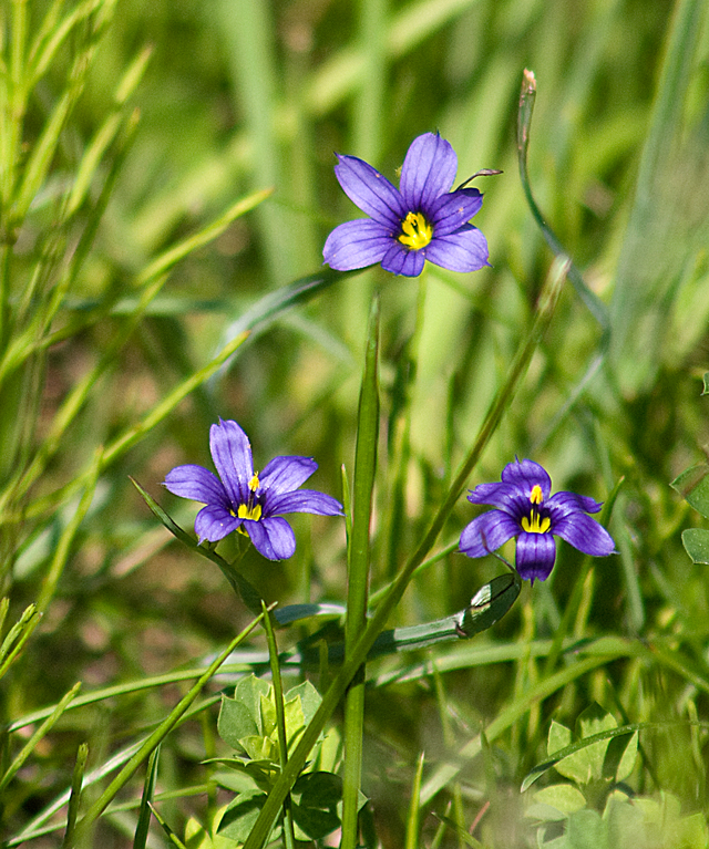 _LAN7861-blue-eyed-grass-bl