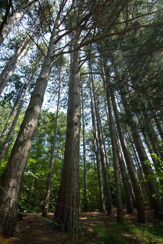 _LAN9881-pines-blog