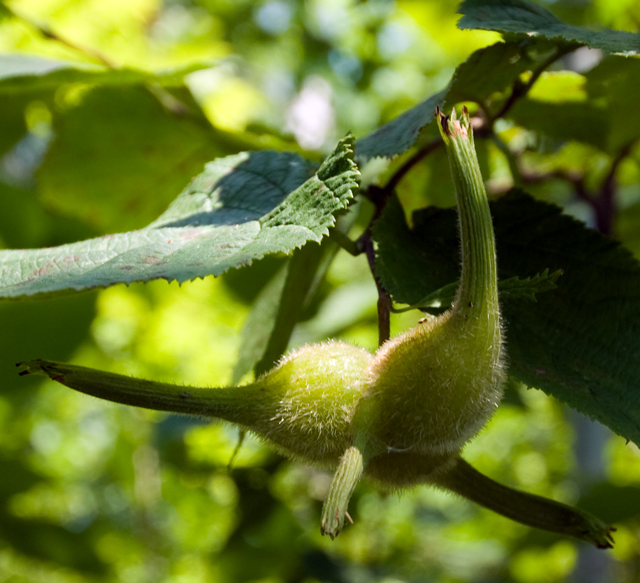 _LAN9884-hazelnut-blog