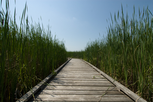 _LAN9885-Boardwalk-blog