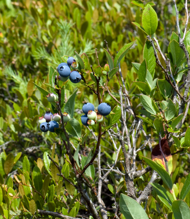 _LAN9904-Blueberry-blog