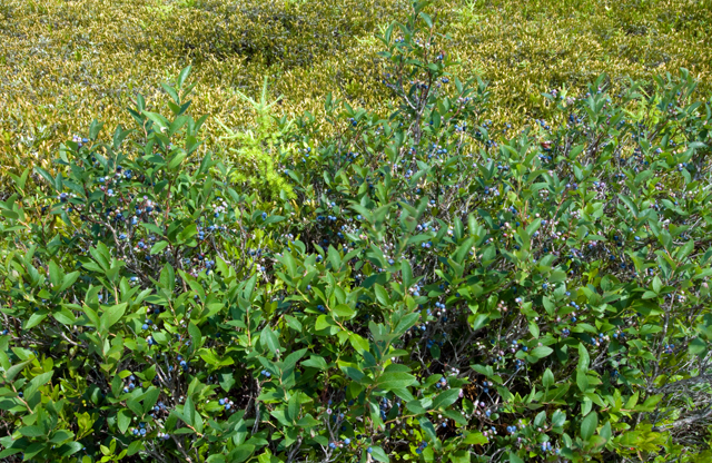 _LAN9915-Blueberry-blog