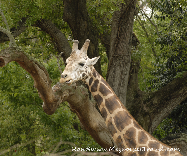 _DBP7681-Giraffe Giraffe, Audubon Zoo, New Orleans