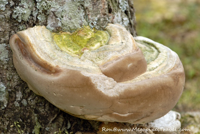 _DBP7683-Fungus