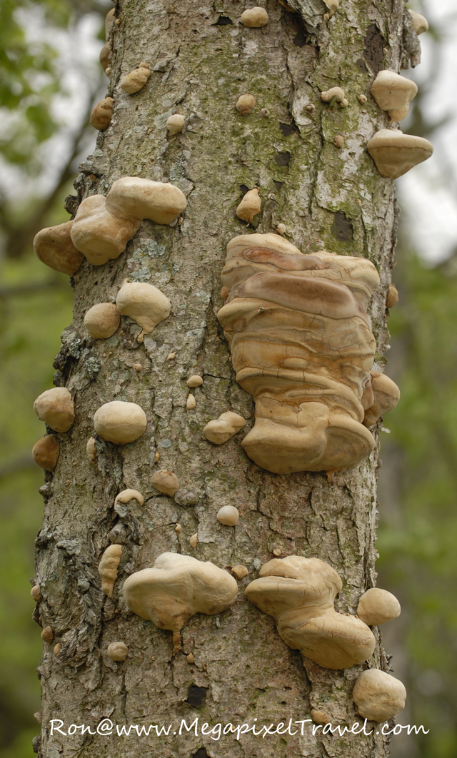_DBP7685-fungus Fungus on tree