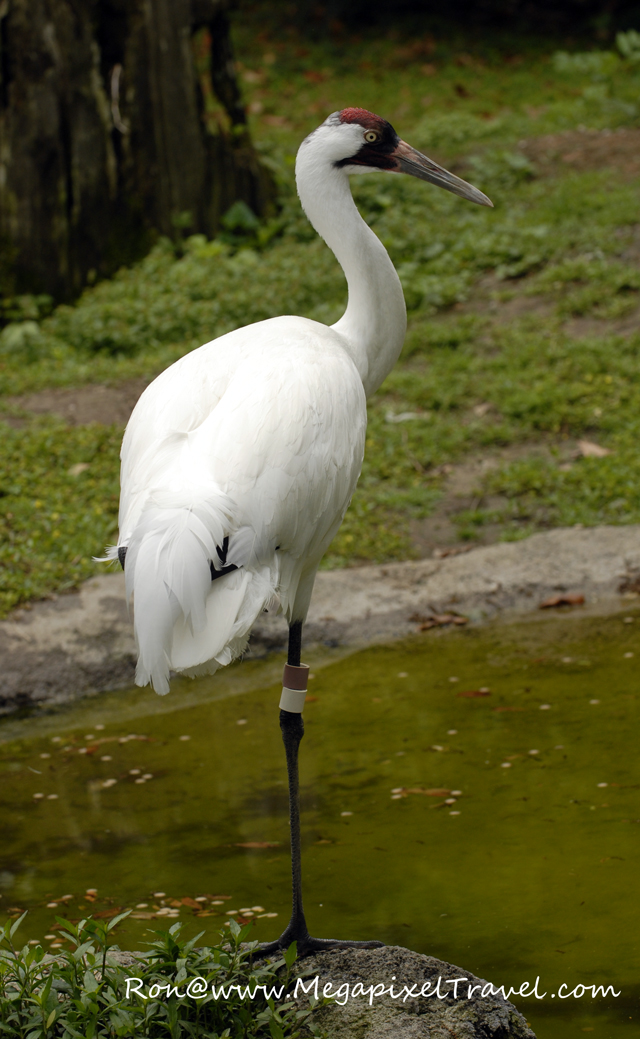 _DBP7690-bird