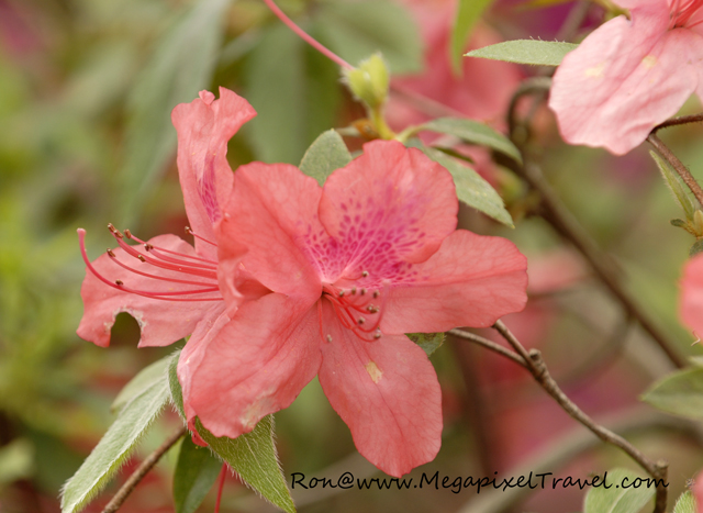 _DBP7691-Azalea Azalea