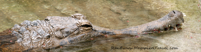 _DBP7696-Crocodile False Gahrial