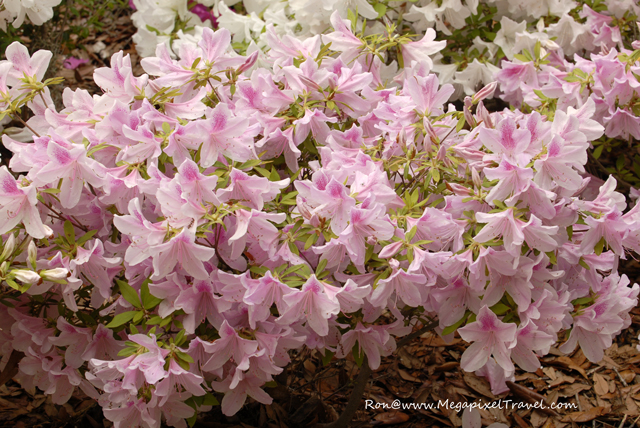 _DBP7708-Azalea