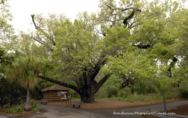 _DBP7716-Audubon-Zoo