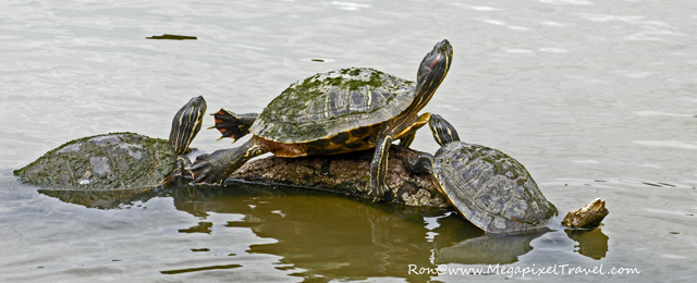 _DBP7720-Turtles