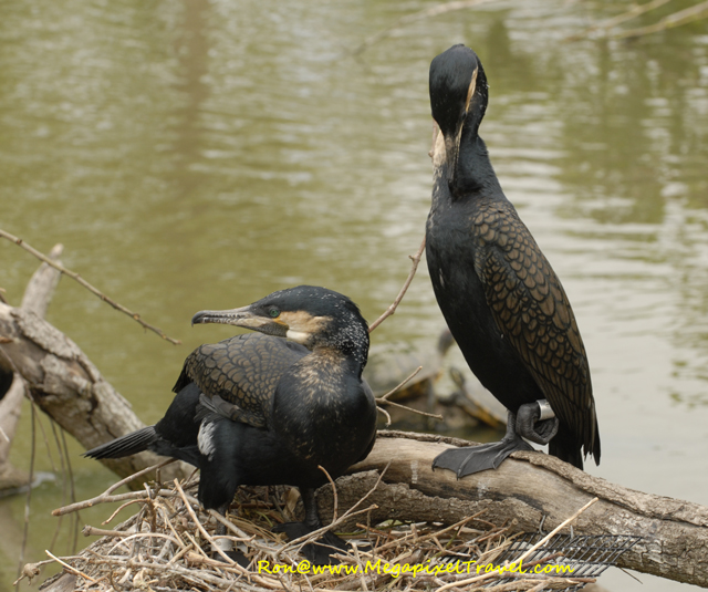 _DBP7723-Cormorant Cormorants building nest
