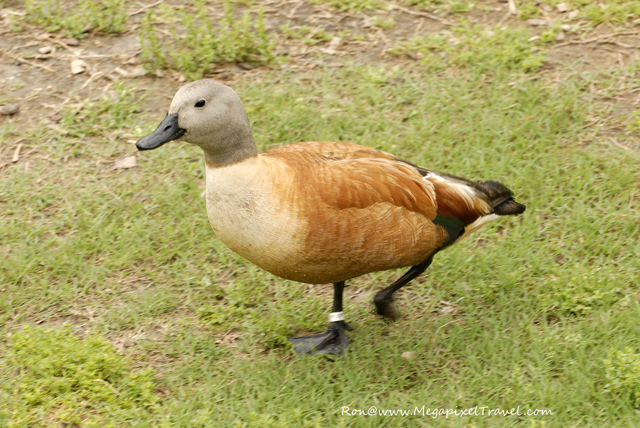 _DBP7729-Audubon-zoo