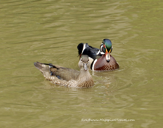 _DBP7731-Wood-Duck wood suck male female drake breeding plummage