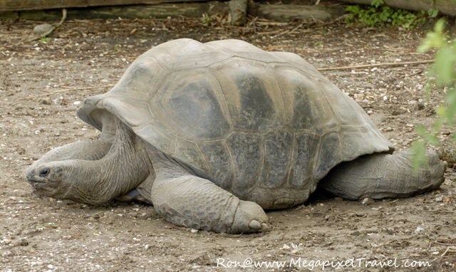 _DBP7735-Tortoise Tortoise Audubon Zoo New Orleans