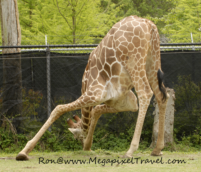 _DBP7737-Giraffe Giraffe