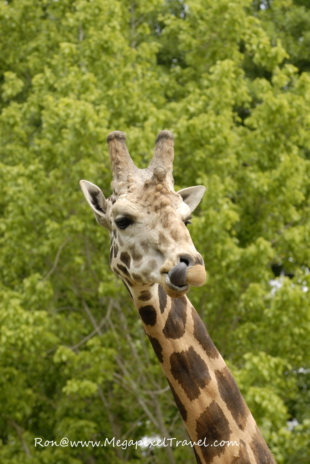 _DBP7739-Giraffe