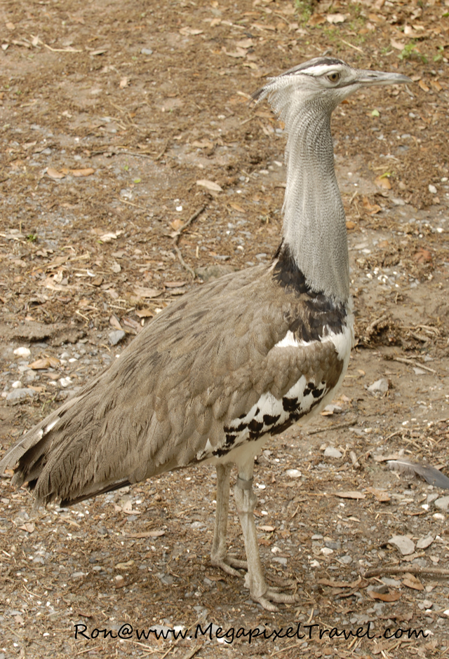 _DBP7744-Kori-Bustard