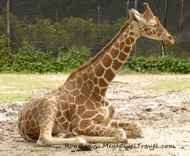 _DBP7747-Young-Giraffe Giraffe