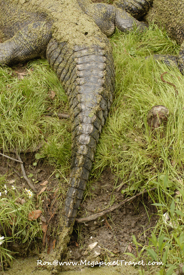 _DBP7760-Alligator