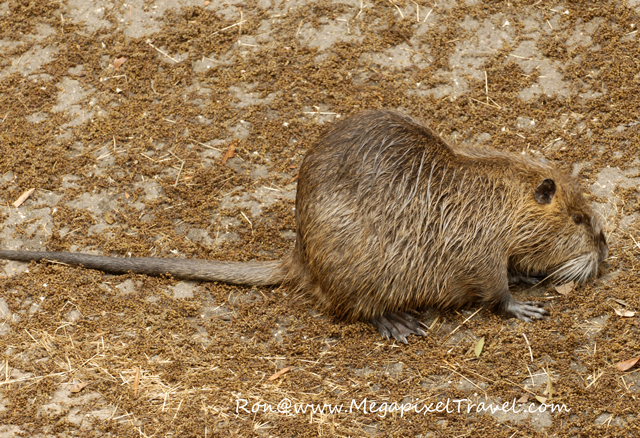 _DBP7762-Nutria