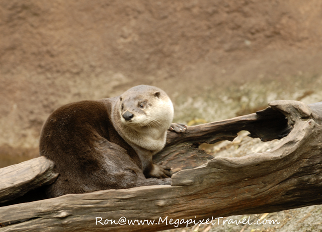 _DBP7764-River-Otter
