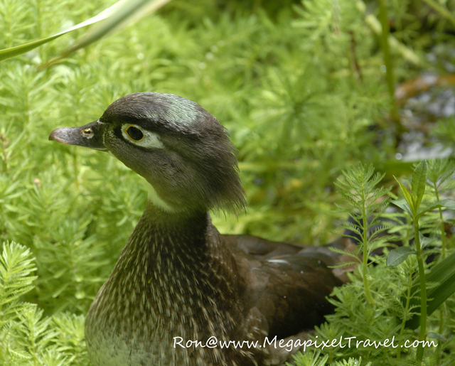 _DBP7769-Female-Wood-Duck