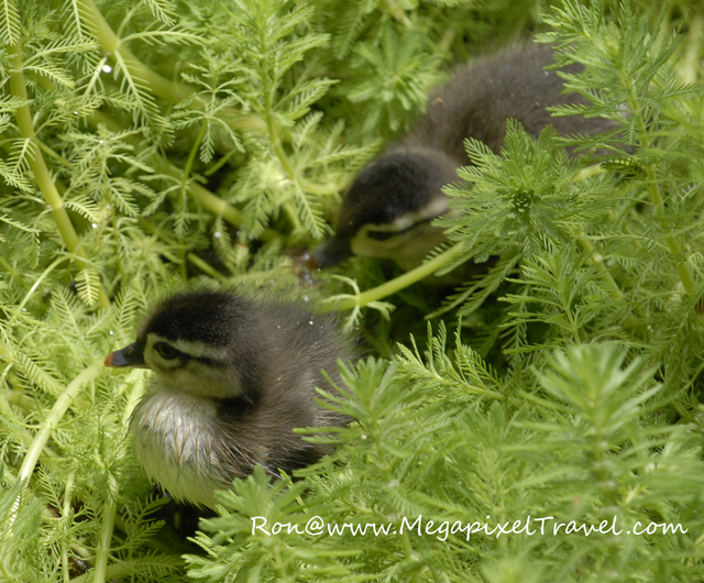 _DBP7771-Wood-Duck-Duckling