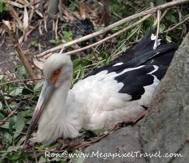 _DBP7777-Maguari-Stork