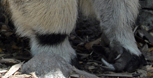 _DBP7780-Anteater-claws