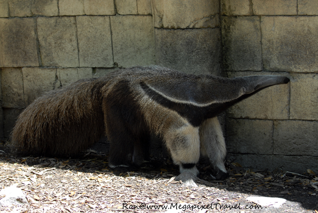 _DBP7780-Gian-Anteater